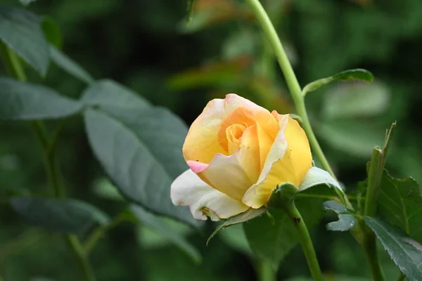 Κοντινό Πλάνο Του Όμορφου Τριαντάφυλλου — Φωτογραφία Αρχείου