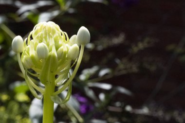 Bahçedeki güzel çiçek 