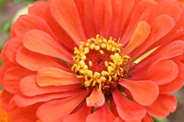 Güzel çiçek. Yaklaş.