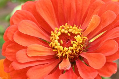 Güzel çiçek. Yaklaş.