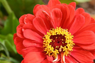 Güzel, parlak çiçek. Yaklaş.