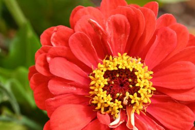 Güzel, parlak çiçek. Yaklaş.