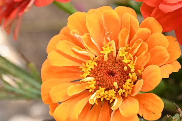 Güzel Çiçek Yaklaş — Stok fotoğraf