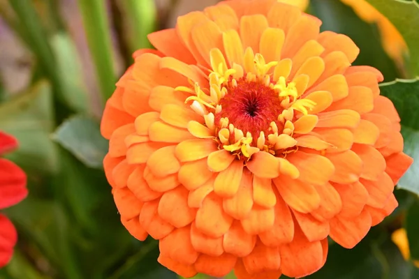 Hermosa Flor Cerca —  Fotos de Stock