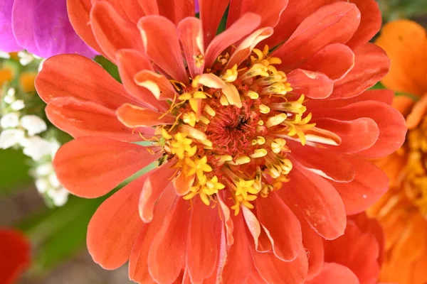 Beautiful Bright Flower Close — Stock Photo, Image