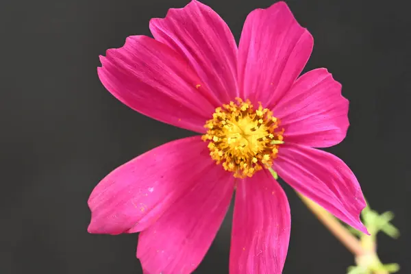 Hermosa Flor Cerca —  Fotos de Stock