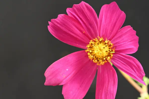 Piękny Kwiat Zbliżenie — Zdjęcie stockowe