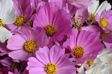 güzel parlak çiçekler yakın