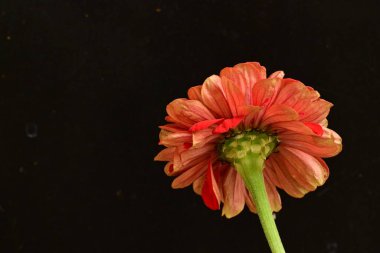 Siyah arka planda güzel bir çiçek