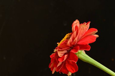 Siyah arka planda güzel bir çiçek