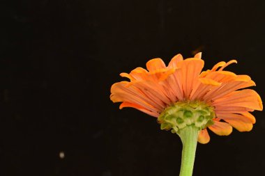 Siyah arka planda güzel bir çiçek