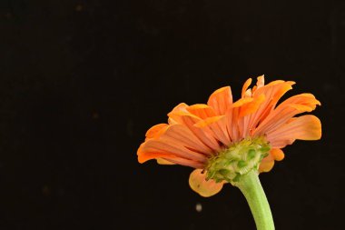 Siyah arka planda güzel bir çiçek