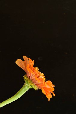 Siyah arka planda güzel bir çiçek