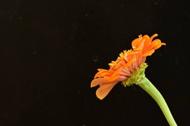 Siyah arka planda güzel bir çiçek