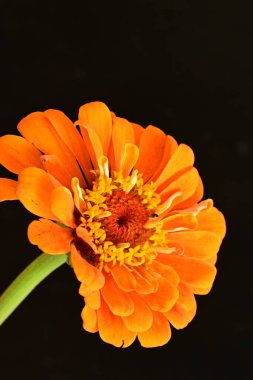 Siyah arka planda güzel bir çiçek