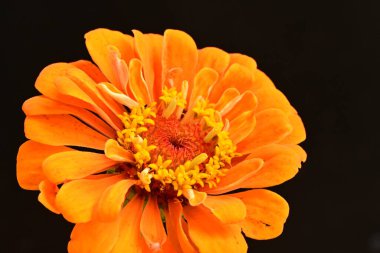 Siyah arka planda güzel bir çiçek