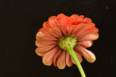 Siyah arka planda güzel bir çiçek