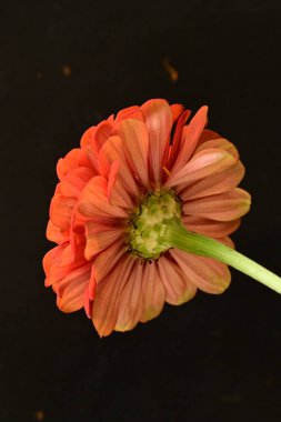 Siyah arka planda güzel bir çiçek