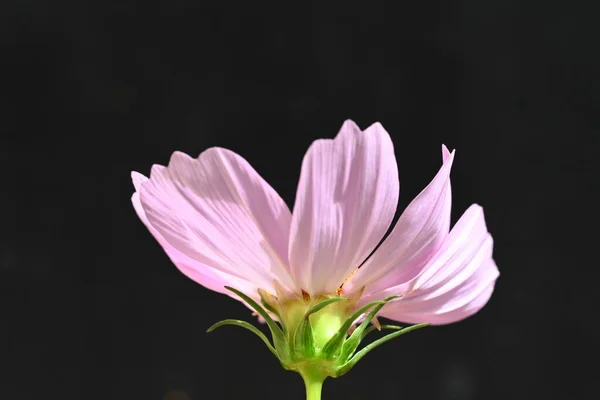 Krásná Květina Zavřít — Stock fotografie