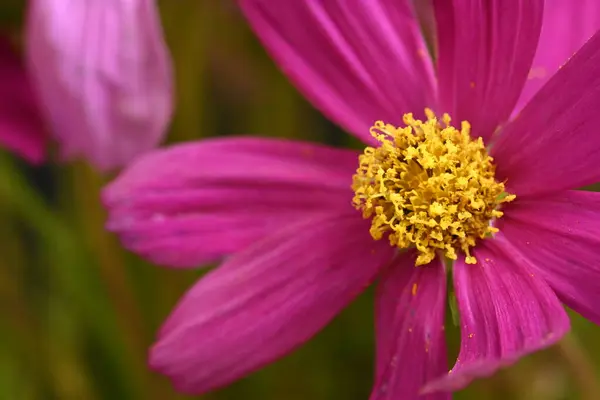 Gyönyörű Virág Közelben — Stock Fotó