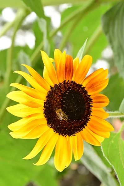 在花园里关上美丽的花朵和蜜蜂 — 图库照片