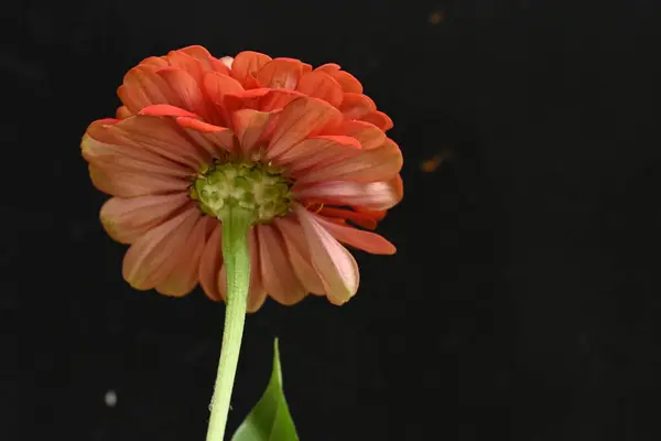Gyönyörű Virág Fekete Háttér — Stock Fotó