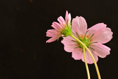 Siyah arka planda güzel çiçekler