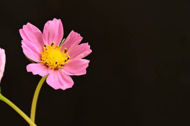 Siyah arka planda güzel bir çiçek