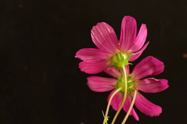 Siyah arka planda güzel çiçekler