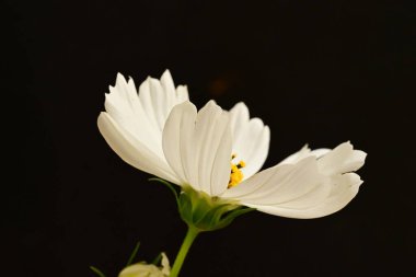 Güzel, parlak çiçek. Yaklaş.