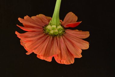 Güzel, parlak çiçek. Yaklaş.