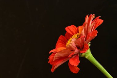 Güzel, parlak çiçek. Yaklaş.