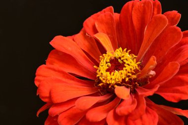 Güzel, parlak çiçek. Yaklaş.