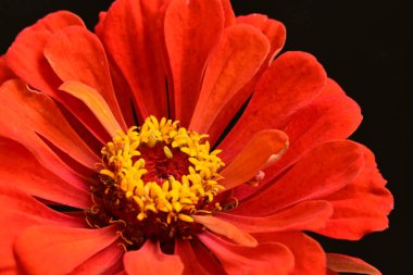 Güzel, parlak çiçek. Yaklaş.