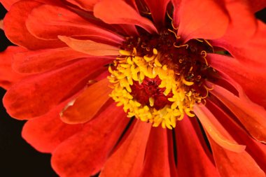 Güzel, parlak çiçek. Yaklaş.