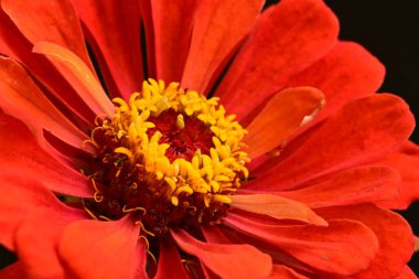 Güzel, parlak çiçek. Yaklaş.