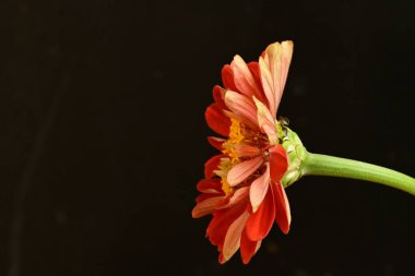 Güzel, parlak çiçek. Yaklaş.