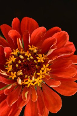 Güzel, parlak çiçek. Yaklaş.