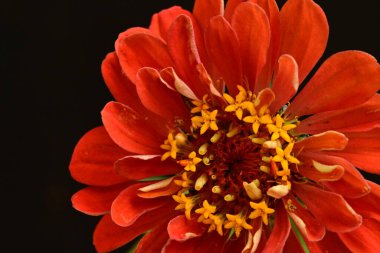 Güzel, parlak çiçek. Yaklaş.