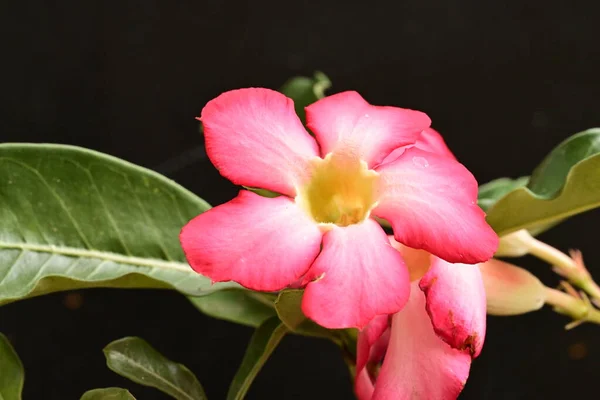 Krásné Květiny Černém Pozadí — Stock fotografie