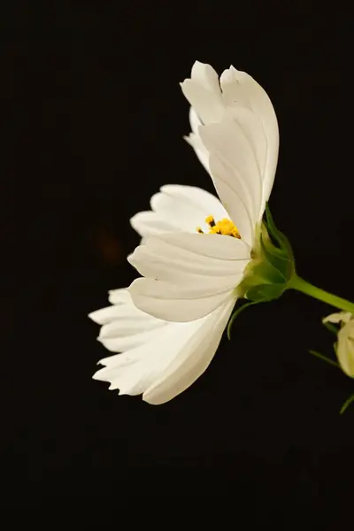 Beautiful Flower Close — Stock Photo, Image