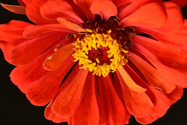 Gyönyörű Fényes Virág Közelről — Stock Fotó