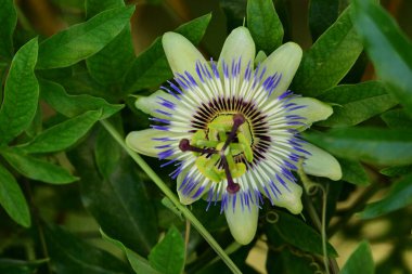 Güzel, parlak çiçeğe yakın 