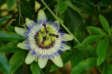Güzel, parlak çiçeğe yakın 