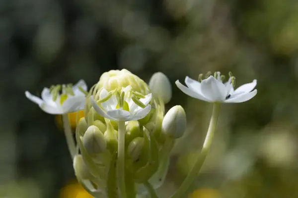 Güzel Parlak Çiçeğe Yakın — Stok fotoğraf