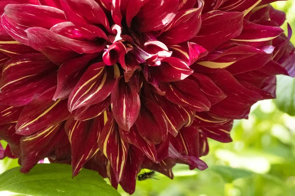 Primer Plano Hermosa Flor Brillante — Foto de Stock