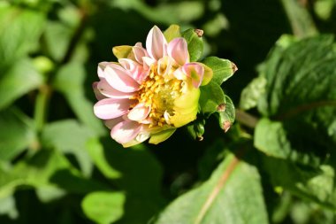 Güzel, parlak çiçeğe yakın 