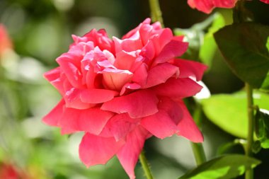 Güzel gül çiçeği, yakından.