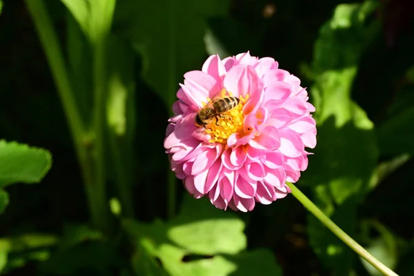 庭の美しい花と蜂の近くに — ストック写真