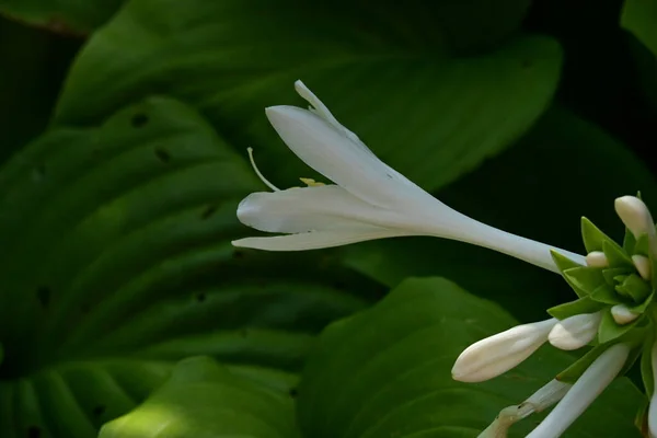 Zbliżenie Piękny Jasny Kwiat — Zdjęcie stockowe